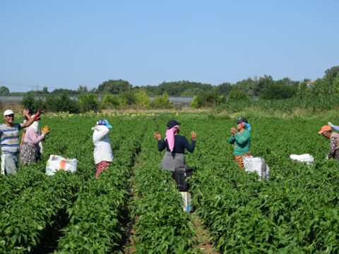 Ağlaya oynaya hasat ediyorlar: 250 ton rekolte bekleniyor Haber gorseli